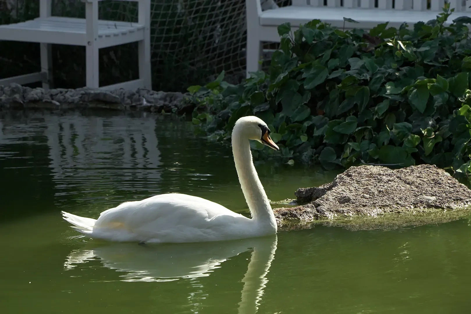 лебедь в озере порто маре