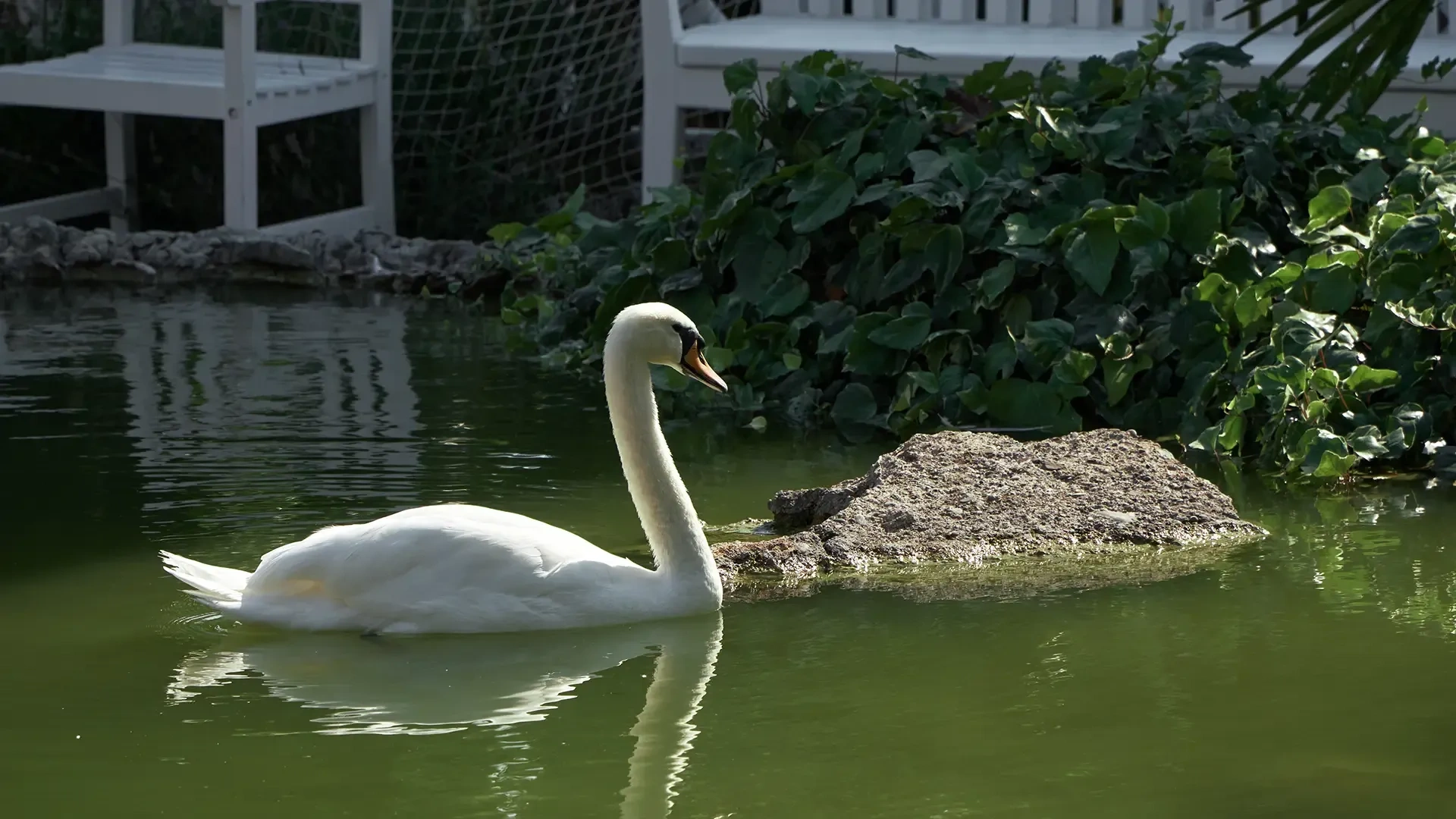 лебедь в озере 